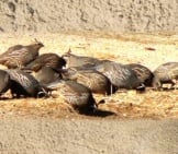 A Covey Of California Quail Eating Seed Photo By: Phillip Cowan Https://Creativecommons.org/Licenses/By-Nd/2.0/