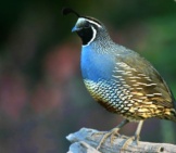 Male California Quail Watching Over His Territory Photo By: Gregory &Quot;Slobirdr&Quot; Smith Https://Creativecommons.org/Licenses/By-Nd/2.0/