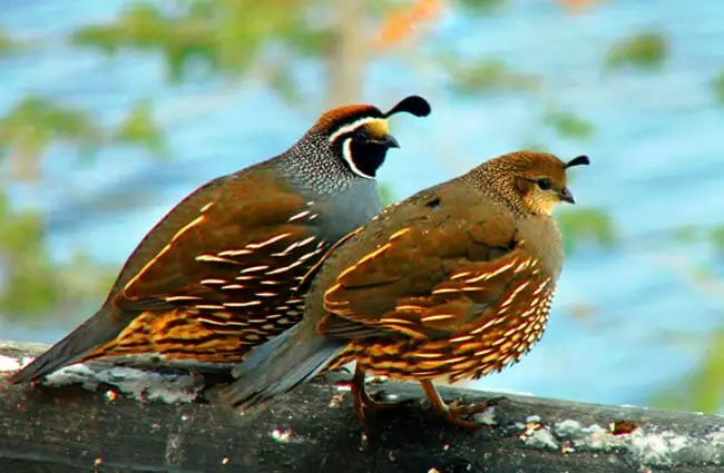 A mated pair of California Quail Photo by: Jim Sedgwick https://creativecommons.org/licenses/by-nd/2.0/