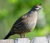 Female California Quail On A Fence. Notice Her Understated Crest. Photo By: Doug Greenberg Https://Creativecommons.org/Licenses/By-Nd/2.0/