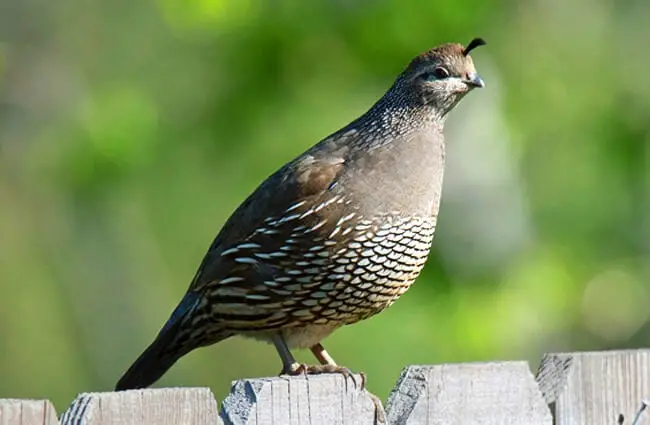 Female California Quail on a fence. Notice her understated crest. Photo by: Doug Greenberg https://creativecommons.org/licenses/by-nd/2.0/