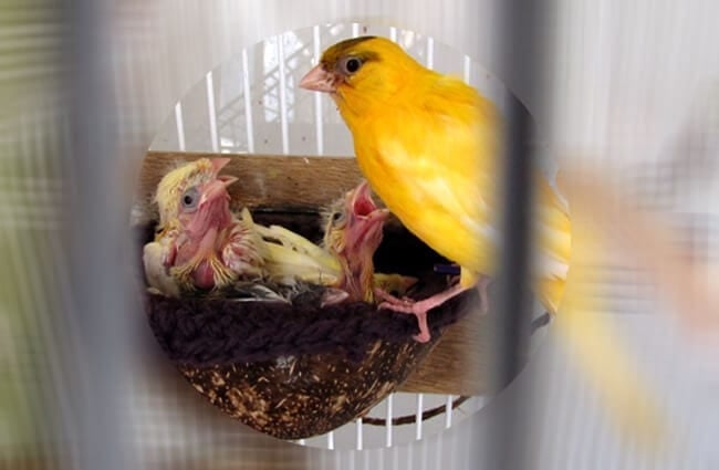 Female Canary feeding her tiny chicks Photo by: Warrior Squirrel https://creativecommons.org/licenses/by-nc/2.0/