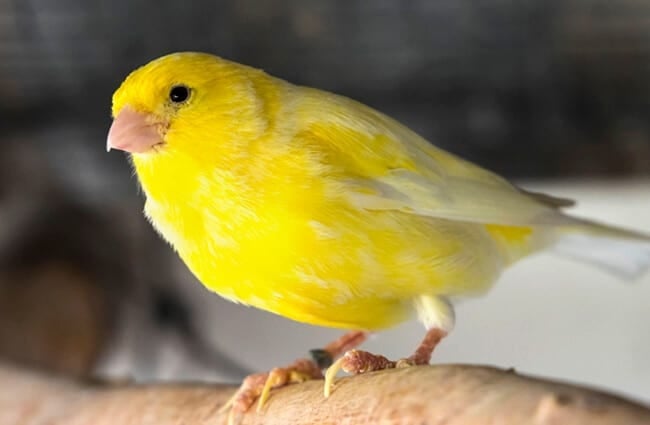 Closeup of a Yellow Canary Photo by: Ben Ponsford https://creativecommons.org/licenses/by-nc/2.0/