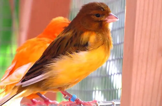 Beautiful orange Canaries Photo by: Warrior Squirrel https://creativecommons.org/licenses/by-nc/2.0/