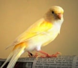 Canary Reading The Newspaper!Photo By: Jocelyn Erskine-Kelliehttps://Creativecommons.org/Licenses/By-Nc/2.0/