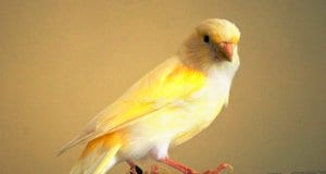Canary reading the newspaper!Photo by: Jocelyn Erskine-Kelliehttps://creativecommons.org/licenses/by-nc/2.0/