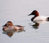 Male And Female Canvasback Ducks. Photo By: Becky Matsubara Https://Creativecommons.org/Licenses/By/2.0/