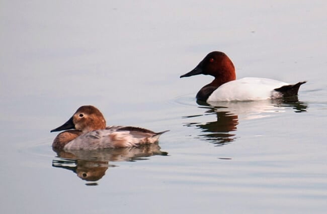 Male and female Canvasback ducks. Photo by: Becky Matsubara https://creativecommons.org/licenses/by/2.0/