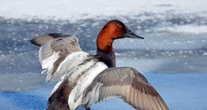 Beautiful Canvasback drake posing for a photoPhoto by: Rodney Campbellhttps://creativecommons.org/licenses/by/2.0/