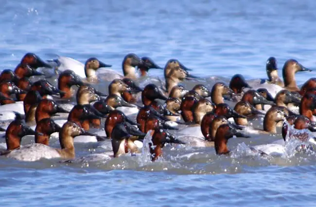 A raft of Canvasbacks diving and surfacing Photo by: Virginia State Parks https://creativecommons.org/licenses/by/2.0/