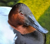 A Canvasback Drake Photo By: Heather Paul Https://Creativecommons.org/Licenses/By/2.0/