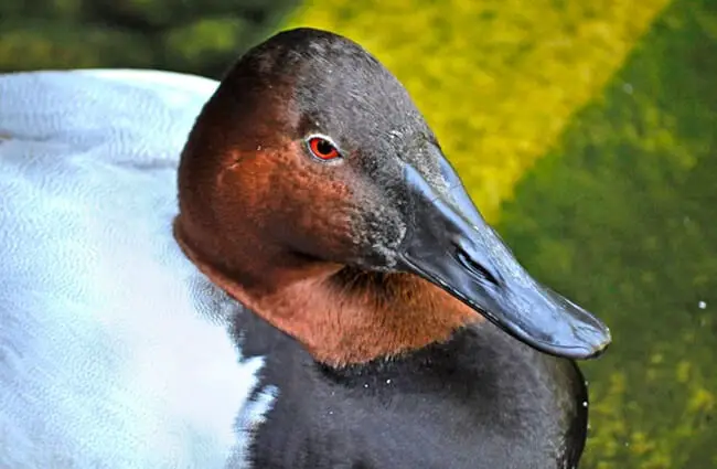 A Canvasback drake Photo by: Heather Paul https://creativecommons.org/licenses/by/2.0/