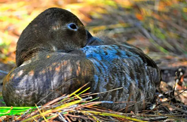 Canvasback hen Photo by: Heather Paul https://creativecommons.org/licenses/by/2.0/
