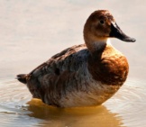 Female Canvasback Duck Photo By: Becky Matsubara Https://Creativecommons.org/Licenses/By/2.0/