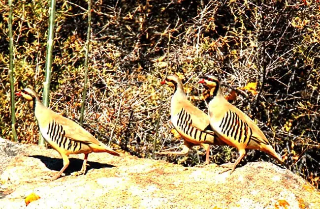 Chukar Partridge photographed in Photo by: Imran Shah https://creativecommons.org/licenses/by-sa/2.0/