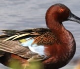 A Beautiful Cinnamon Teal Drake At The San Joaquin Sanctuary, Irvine, Caphoto By: Isaac Sanchezhttps://Creativecommons.org/Licenses/By/2.0/