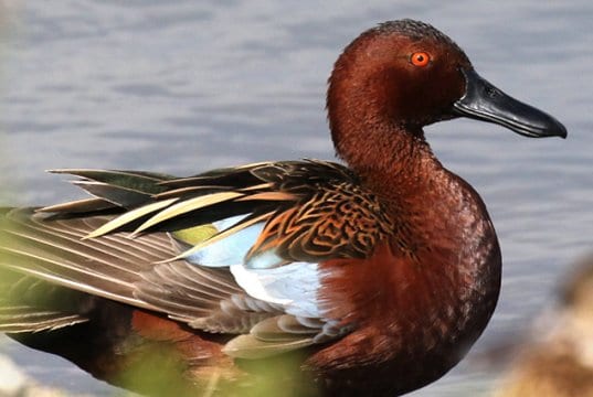 A beautiful Cinnamon Teal drake at the San Joaquin Sanctuary, Irvine, CAPhoto by: Isaac Sanchezhttps://creativecommons.org/licenses/by/2.0/