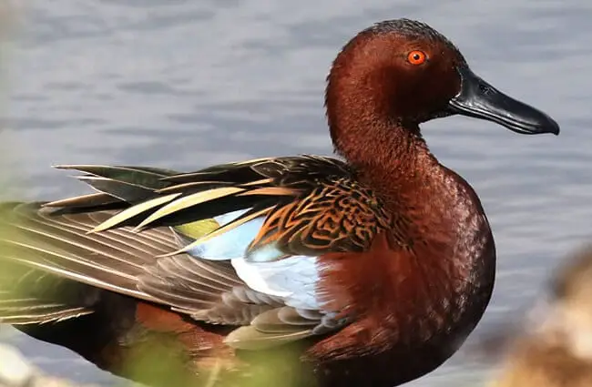A beautiful Cinnamon Teal drake at the San Joaquin Sanctuary, Irvine, CAPhoto by: Isaac Sanchezhttps://creativecommons.org/licenses/by/2.0/
