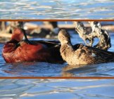 A Pair Of Cinnamon Teal Ducks Photo By: Usfws Mountain-Prairie Https://Creativecommons.org/Licenses/By/2.0/
