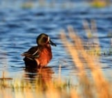 Cinnamon Teal Duck Photo By: Usfws Mountain-Prairie Https://Creativecommons.org/Licenses/By/2.0/