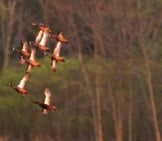 A Flock Of Cinnamon Teals At Maple River Sga, Mi Photo By: Caleb Putnam, Public Domain Https://Creativecommons.org/Licenses/By/2.0/