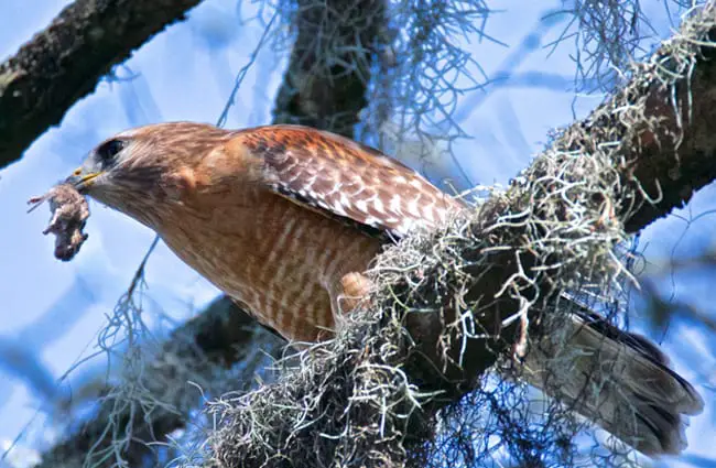 Cooper&#039;s Hawk with his dinner Photo by: Brian Ralphs https://creativecommons.org/licenses/by/2.0/ 