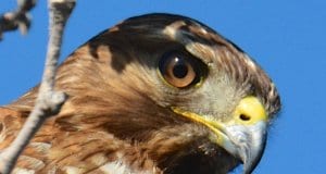 Cooper's Hawk - He's watching you!Photo by: Don Owenshttps://creativecommons.org/licenses/by/2.0/