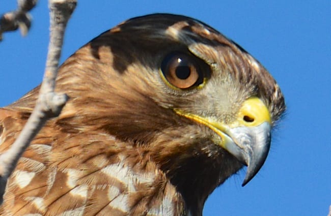 Cooper&#039;s Hawk - He&#039;s watching you!Photo by: Don Owenshttps://creativecommons.org/licenses/by/2.0/