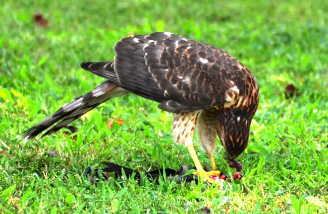 Cooper&#039;s Hawk caught his lunch after the bird feeder was filled Photo by: Tony Alter https://creativecommons.org/licenses/by/2.0/ 