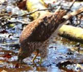 Cooper&#039;S Hawk At The River&#039;S Edge Photo By: Andy Reago &Amp; Chrissy Mcclarren Https://Creativecommons.org/Licenses/By/2.0/ 