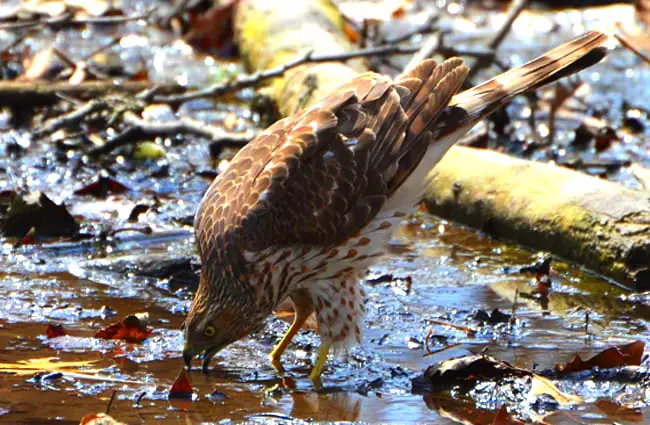 Cooper&#039;s Hawk at the river&#039;s edge Photo by: Andy Reago &amp; Chrissy McClarren https://creativecommons.org/licenses/by/2.0/ 