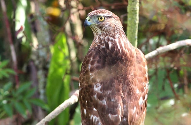 Portrait of a beautiful Cooper&#039;s Hawk Photo by: Gary Leavens https://creativecommons.org/licenses/by/2.0/ 