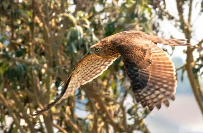 Cooper&#039;s Hawk in flight Photo by: Lee Jaffe https://creativecommons.org/licenses/by/2.0/ 