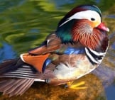Потрясающе красивая утка-мандаринка. Фото: Skeeze https://Pixabay.com/Photos/Mandarin-Duck-Male-Bird-Wildlife-2011101/