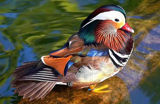Потрясающе красивая утка-мандаринка. Фото: skeeze https://pixabay.com/photos/mandarin-duck-male-bird-wildlife-2011101/