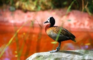 White-Faced Whistling DuckPhoto by: Kindra Rhttps://pixabay.com/photos/nature-wildlife-animal-bird-3307353/