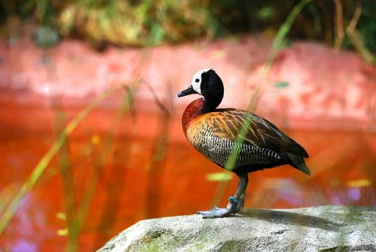 White-Faced Whistling DuckPhoto by: Kindra Rhttps://pixabay.com/photos/nature-wildlife-animal-bird-3307353/