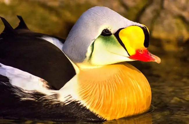 Closeup of a King Eider duck Photo by: skeeze https://pixabay.com/photos/king-eider-duck-swimming-water-1090564/