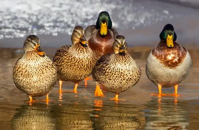A flock of Mallard Ducks on the beach Photo by: Patou Ricard https://pixabay.com/photos/duck-wild-mallard-animals-feathers-1463317/