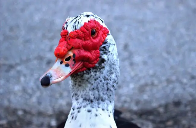 Closeup of a Muscovy duck Photo by: Camson Alevy https://pixabay.com/photos/nature-muscovy-duck-bird-beak-3046614/