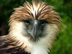 Closeup of a beautiful Philippine EaglePhoto by: HCruz985https://creativecommons.org/licenses/by-sa/2.0/