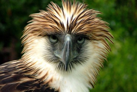 Closeup of a beautiful Philippine EaglePhoto by: HCruz985https://creativecommons.org/licenses/by-sa/2.0/