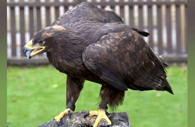 Steppe Eagle Photo by: Tony Hisgett https://creativecommons.org/licenses/by-sa/2.0/ 