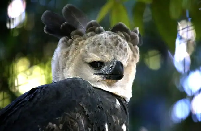 Harpy Eagle with hind talons up to the size of grizzly bear claws! Photo by: cuatrok77 https://creativecommons.org/licenses/by-sa/2.0/ 