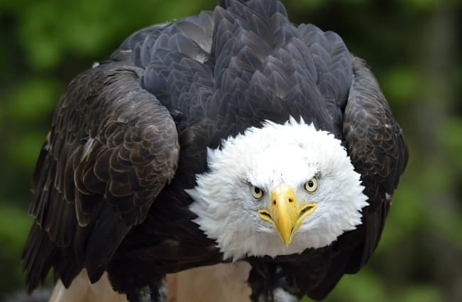 Bald Eagle - I&#039;m watching you Photo by: Noel Reynolds https://creativecommons.org/licenses/by-sa/2.0/ 