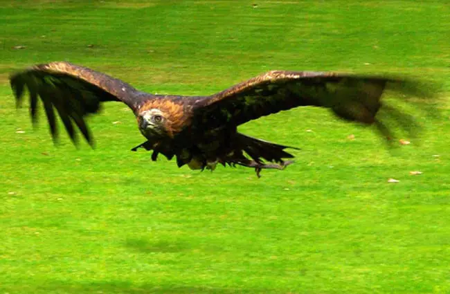 Golden Eagle in flight Photo by: Paul Wordingham https://creativecommons.org/licenses/by-sa/2.0/ 