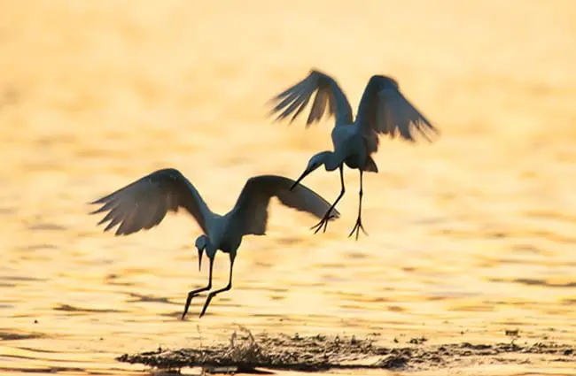 A pair of White Egrets on a lagoon at sunset Photo by: (c) dashark www.fotosearch.com