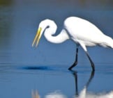 Great Egret Hunting For Fishphoto By: (C) Rck953 Www.fotosearch.com