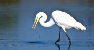 Great Egret hunting for fishPhoto by: (c) rck953 www.fotosearch.com