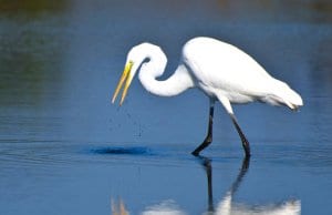 Great Egret hunting for fishPhoto by: (c) rck953 www.fotosearch.com